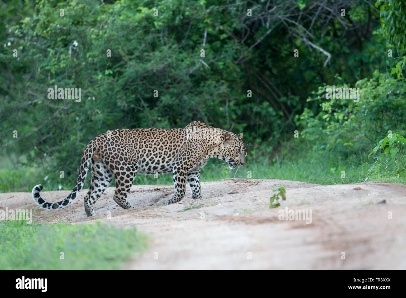 Sri Lanka leopard Panthera pardus kotiya at Yala NP Sri Lanka. Stock Photo