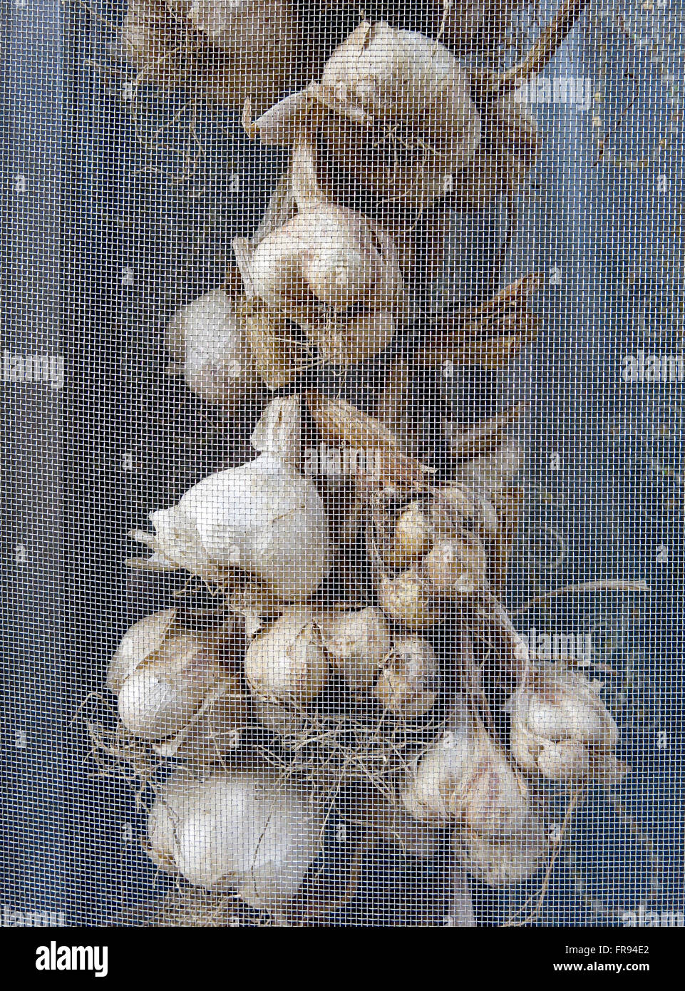 Garlic curing behind a screen, San Giovanni Rotondo, Puglia, Italy Stock Photo