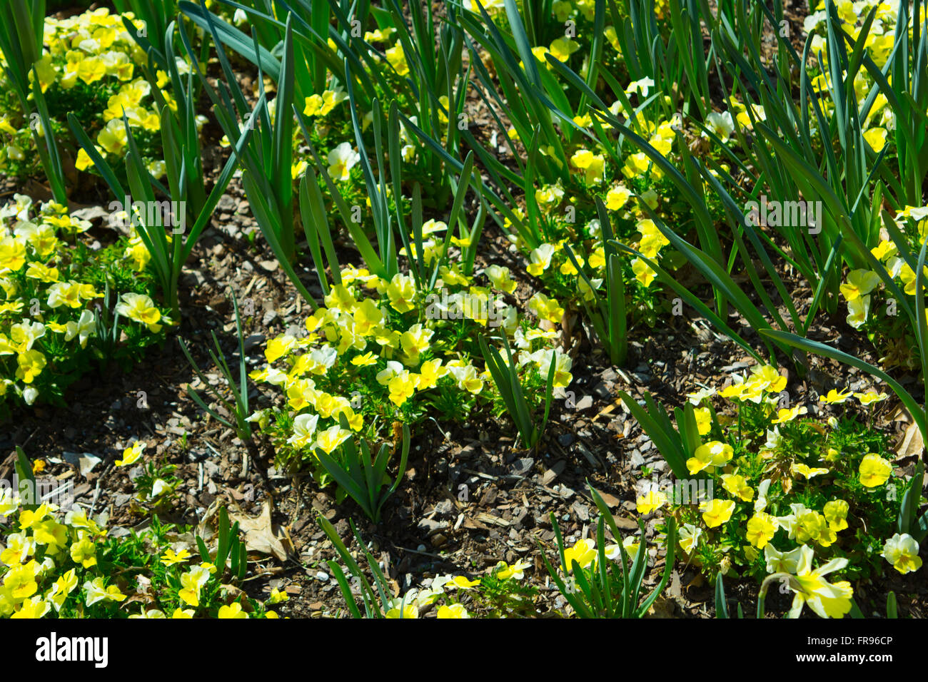 Daffodils And Pansies At Ginter Gardens Spring Stock Photo