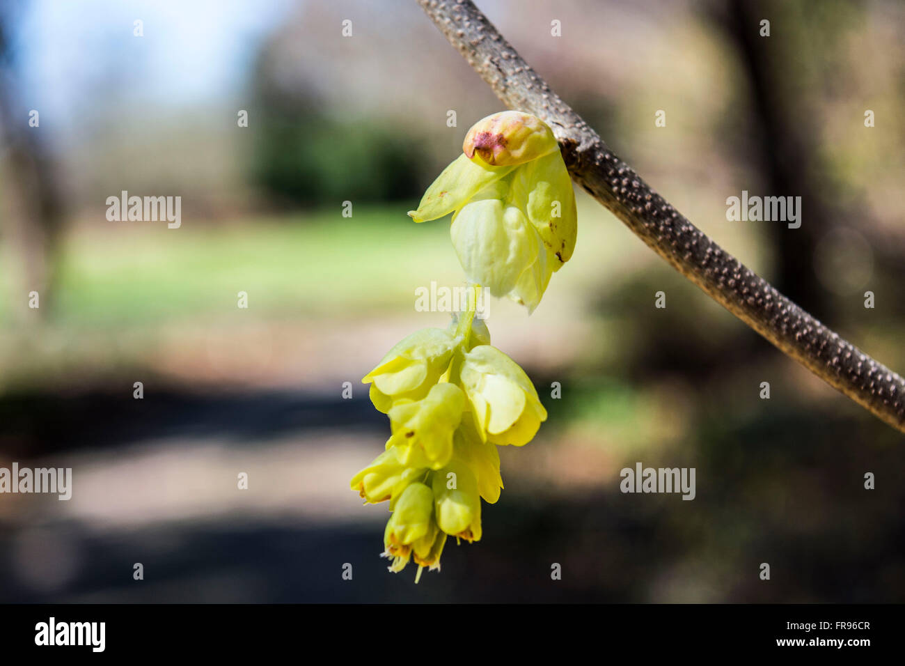 Buds growing on a tree at Ginter Gardens at Spring Time Stock Photo - Alamy