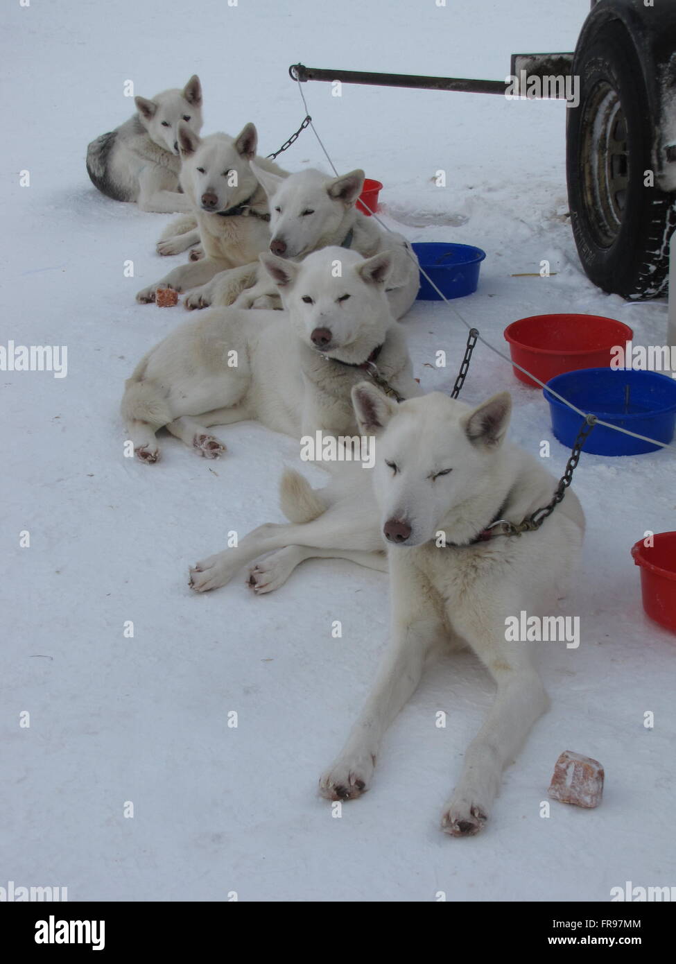 Sled dogs on drop chains Stock Photo