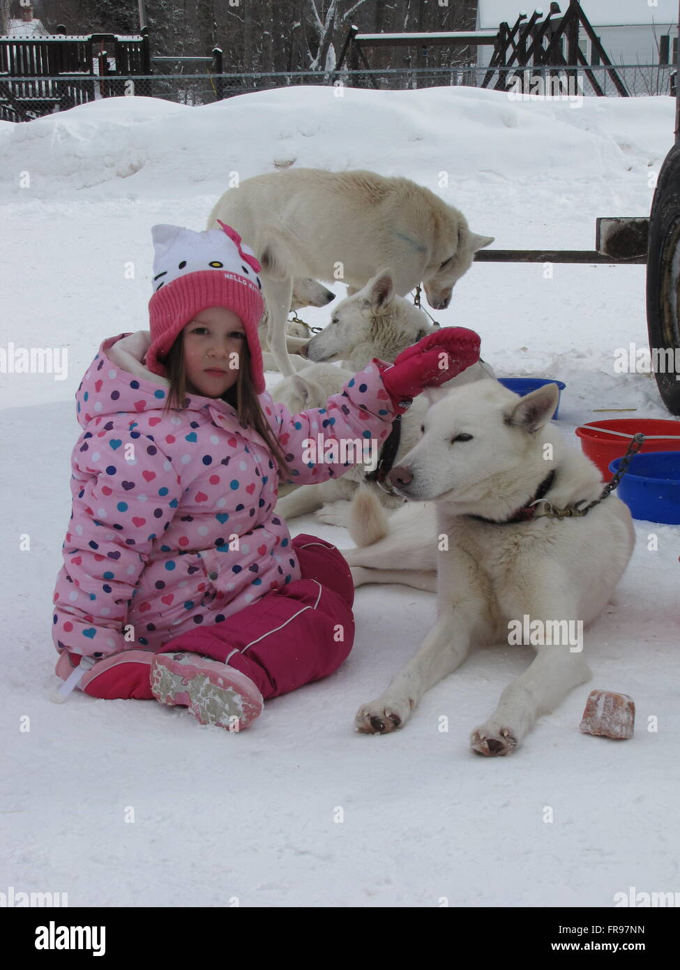 Child pets white sled dog which is resting on a drop chain after the 90 mile Midnight run Dog Sled race in Upper Michigan Stock Photo