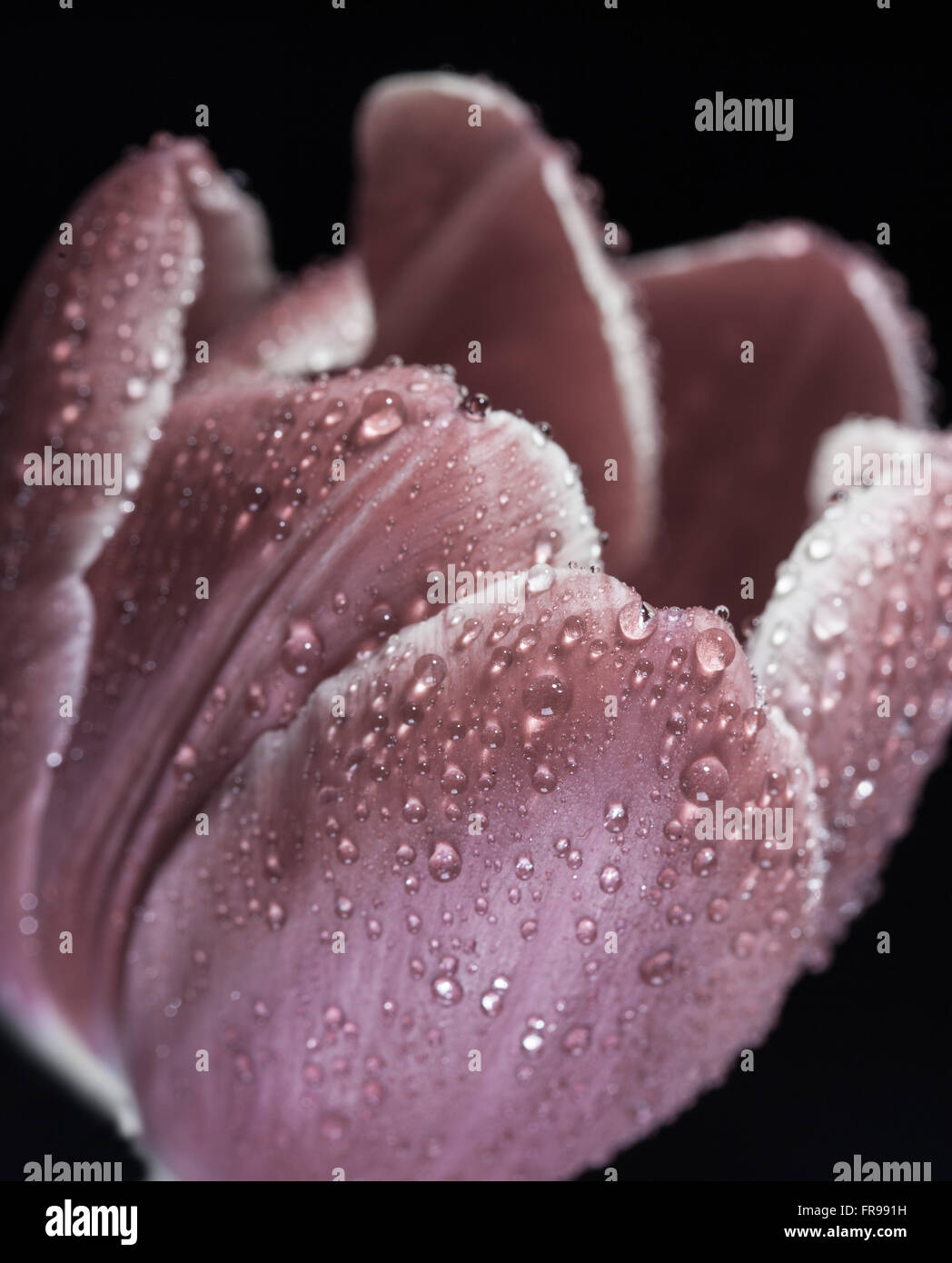 single wet Bud of the red Tulip macro closeup Stock Photo