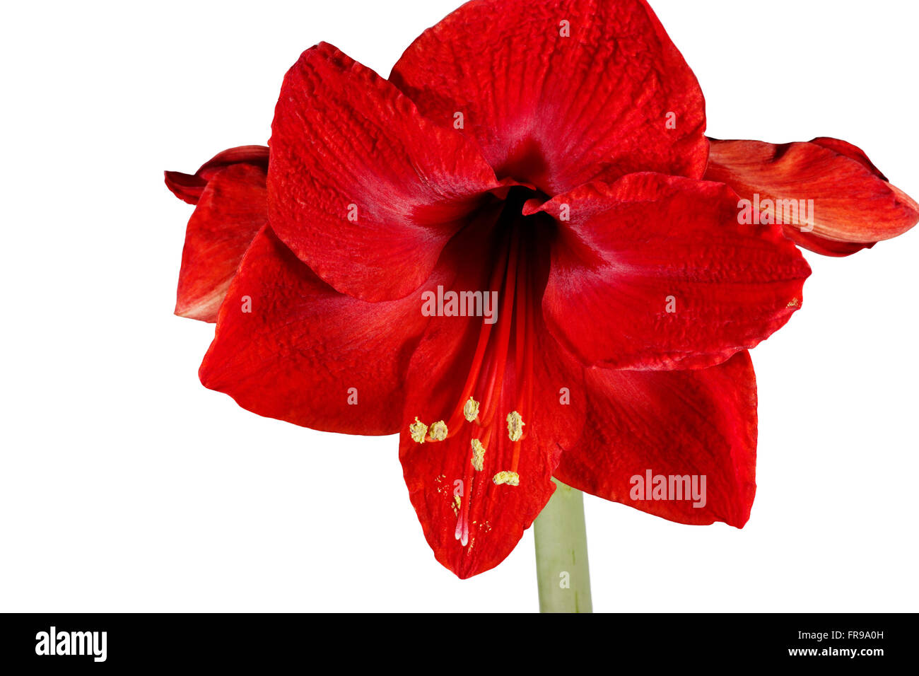 Blooming red Amaryllis over a white background Stock Photo