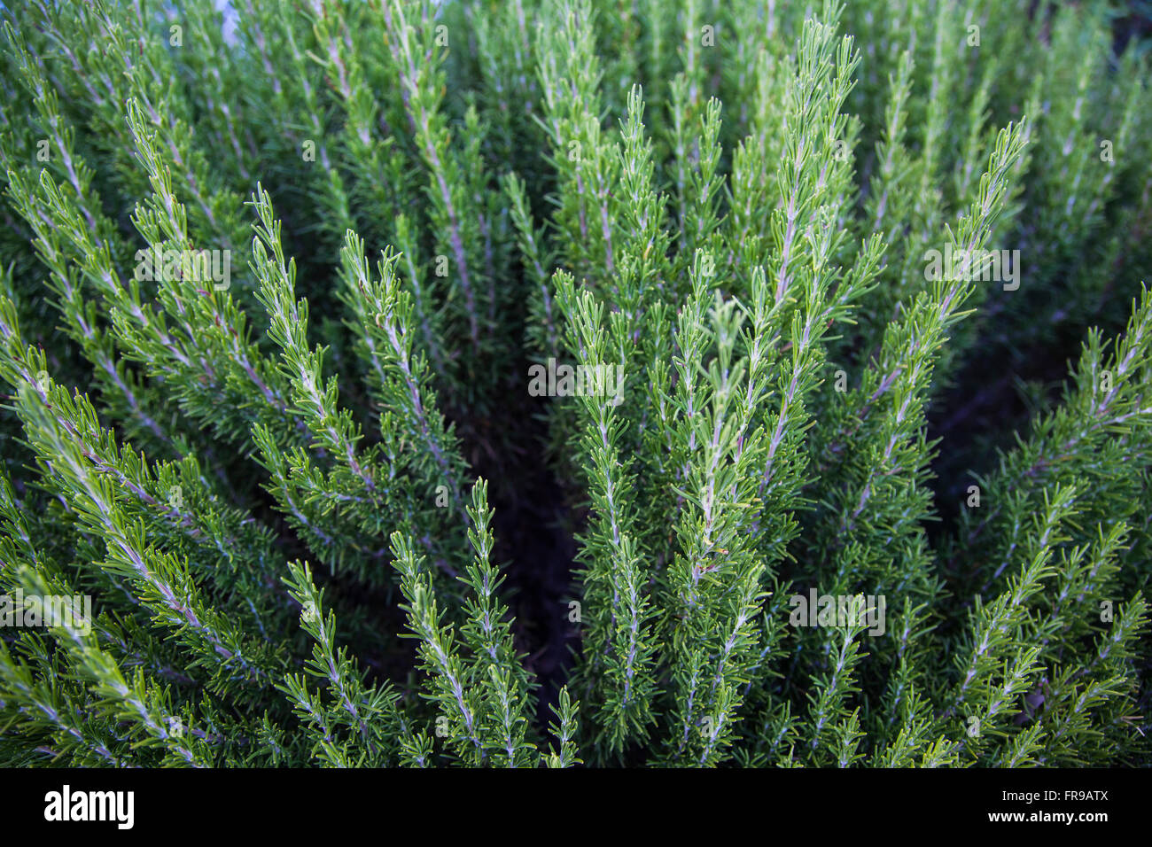 dwarf mountain pine Stock Photo