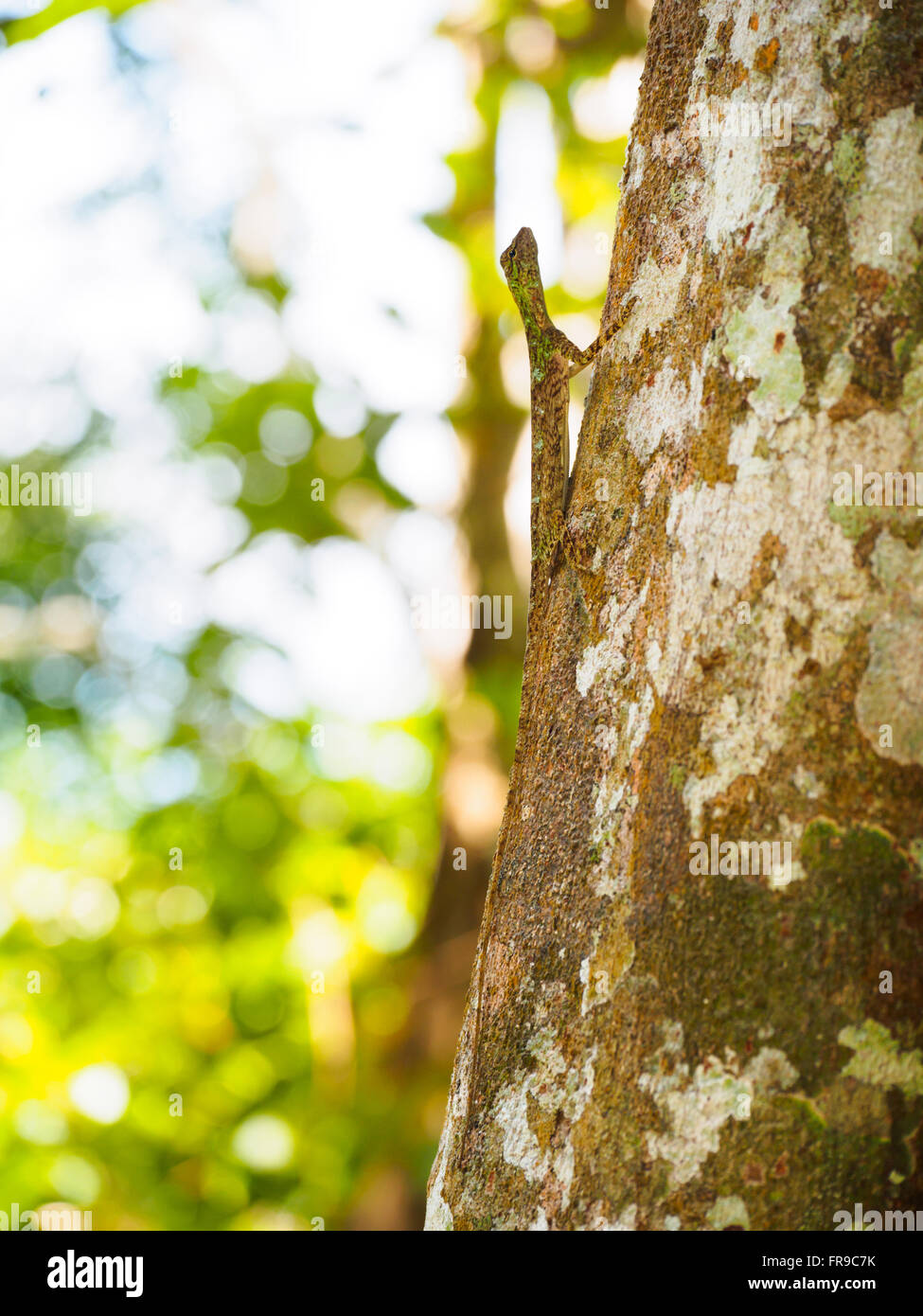 Well-camouflaged dragon lizard on a tree trunk in the jungle on the slopes of Gunung Raya, Langkawi Island, Kedah, Malaysia Stock Photo
