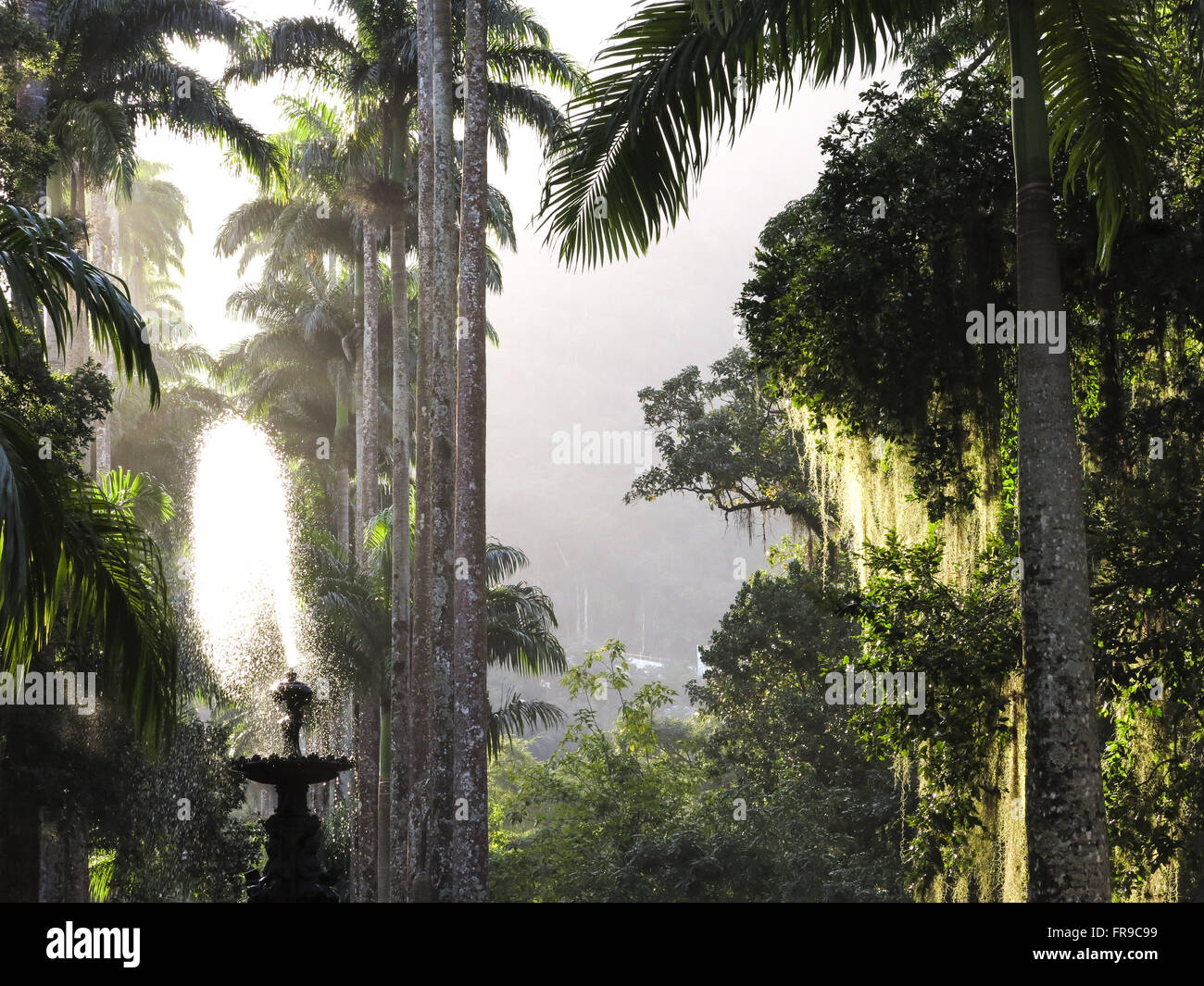 Imperial palms in the Botanical Garden of Rio de Janeiro Stock Photo