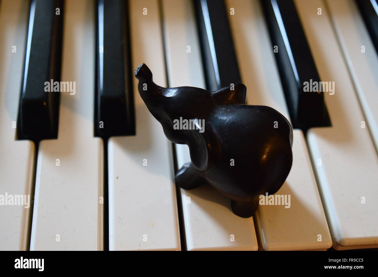Elephant on Keyboard Stock Photo Alamy