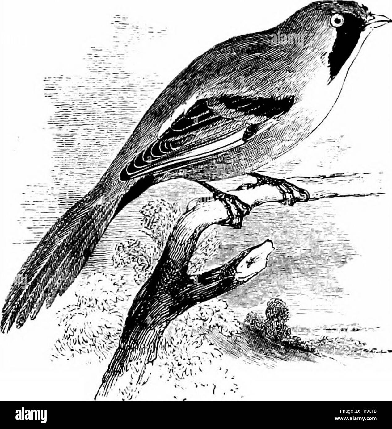 This illustrated manual from 1899 provides detailed descriptions of ...
