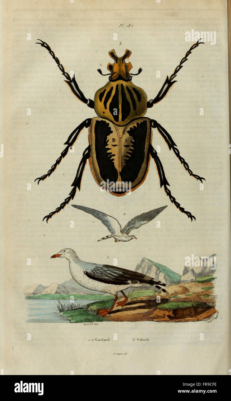 Gravure Originale 1835 – Dictionnaire D'Histoire Naturelle Guérin – Écaille, Échasse, Échidné