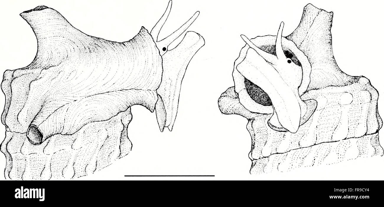 The American Malacological Bulletin is a scientific journal that ...