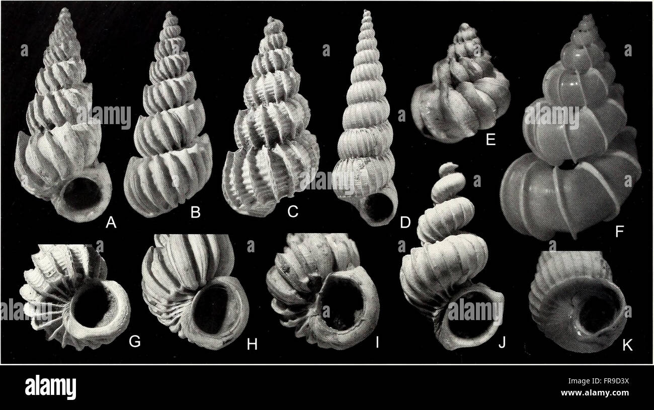 'American Malacological Bulletin' (2001) focuses on research in ...
