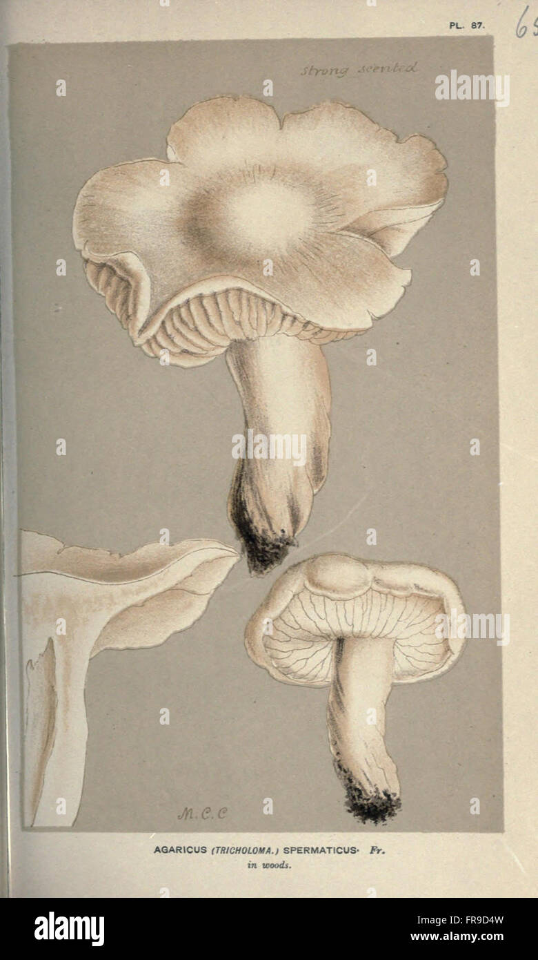 Illustrations of British Fungi (Hymenomycetes), to serve as an atlas to the  Handbook of British Fungi  (Pl. 65) Stock Photo