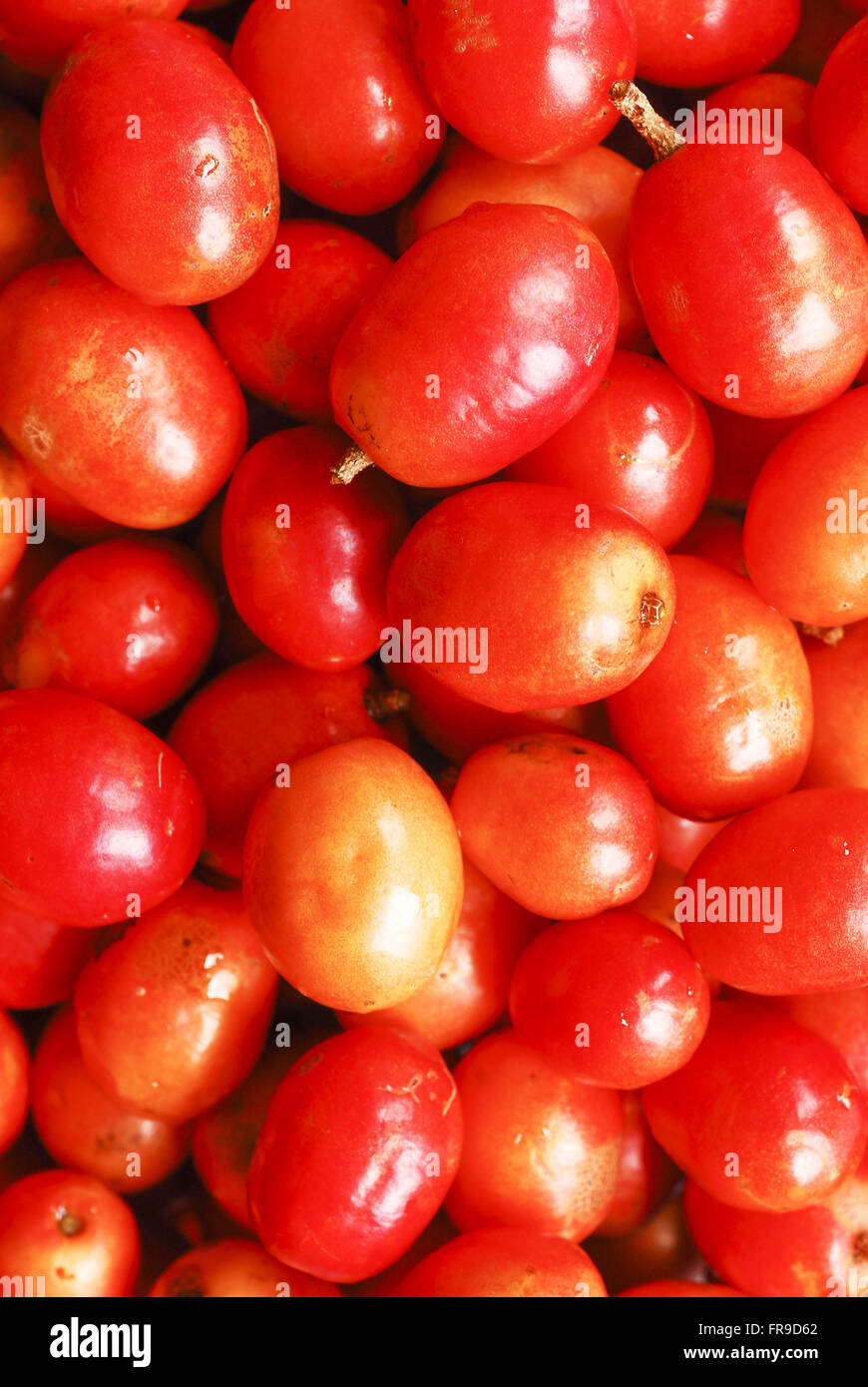 When to prune hires stock photography and images Alamy