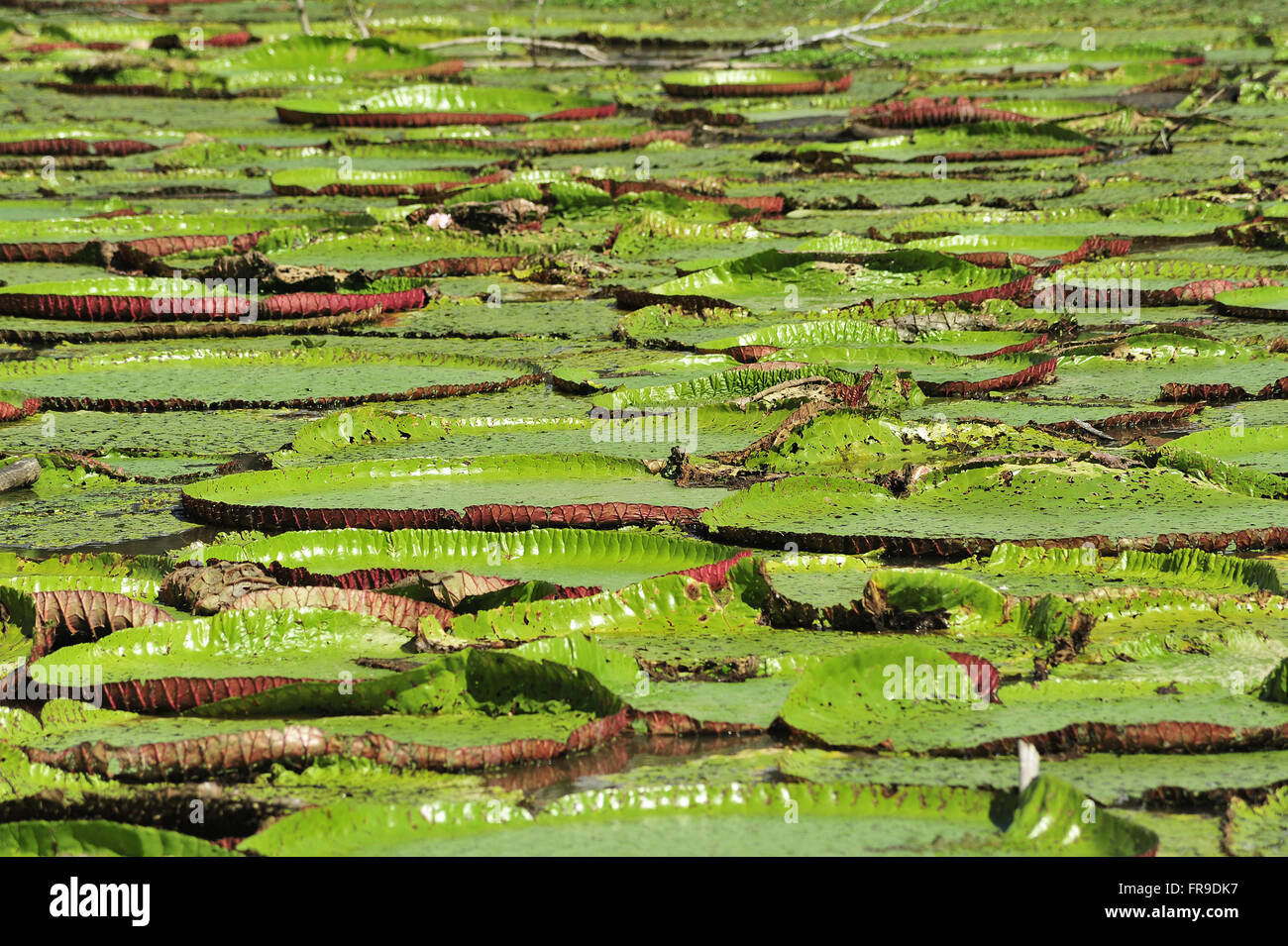 Pond with water lily - Victoria amazonica Stock Photo