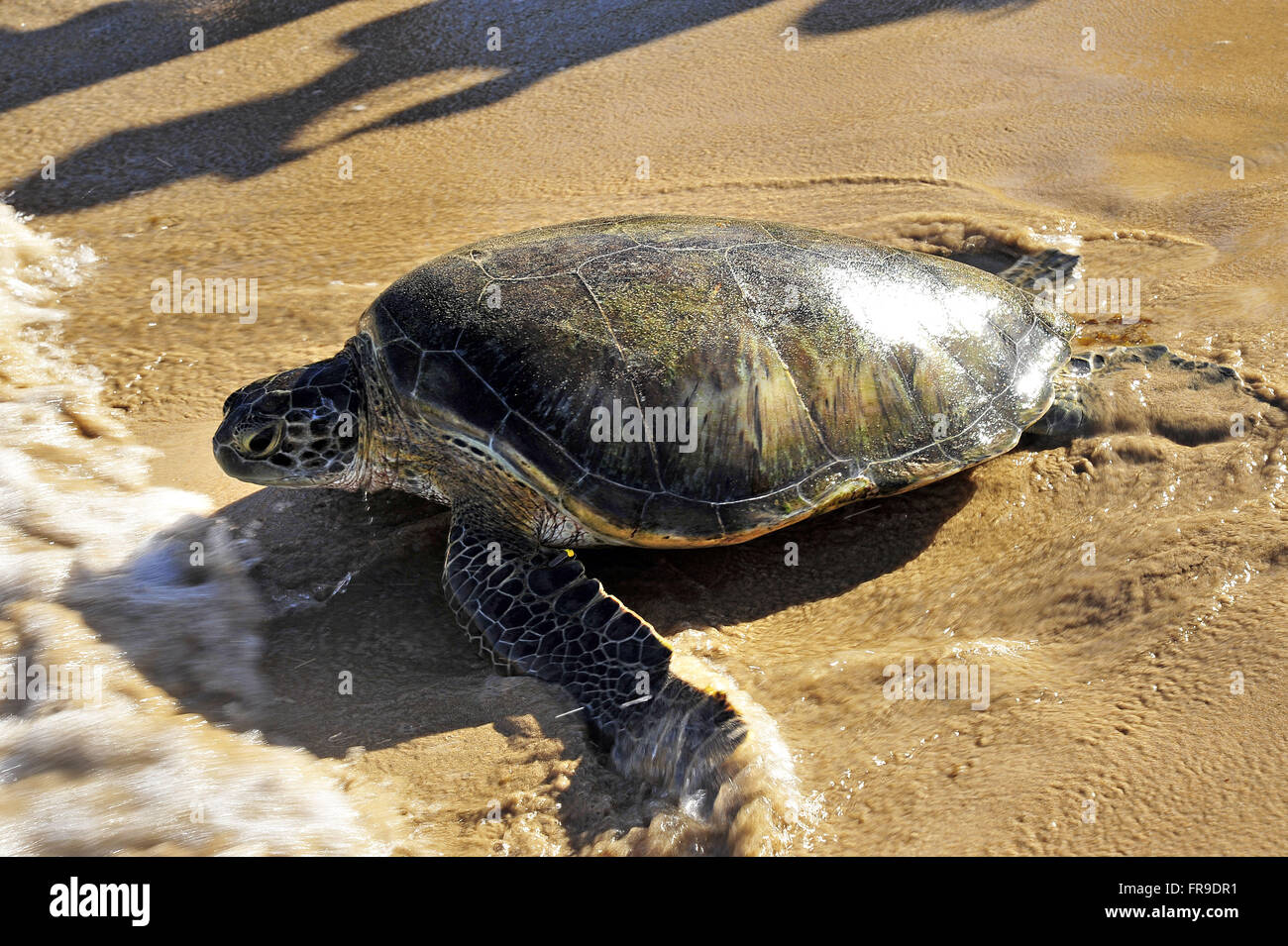 Turtle brazil hi-res stock photography and images - Alamy