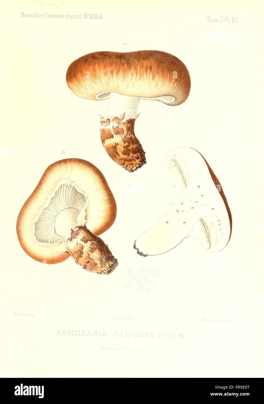 Icones mycologicC3A6, ou Iconographie des champignons de France principalement Discomycetes (Pl. 21) Stock Photo