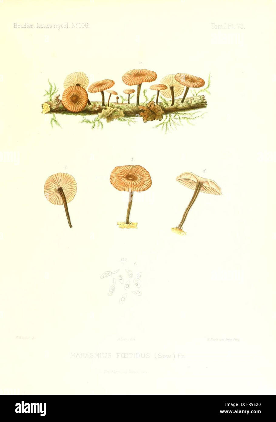Icones mycologicC3A6, ou Iconographie des champignons de France principalement Discomycetes (Pl. 73) Stock Photo