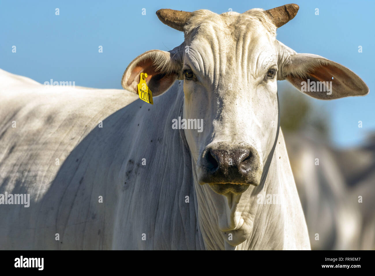 Boi nelore with earring in ear identification in farm livestock in South Pantanal Stock Photo
