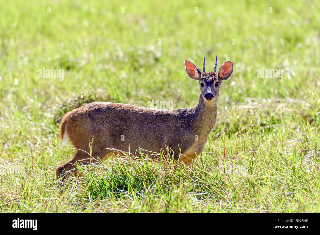 Pampas deer undergoes farm in South Pantanal Stock Photo