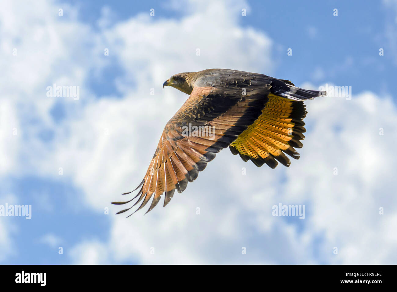 Savanna Hawk flying in the Pantanal Stock Photo