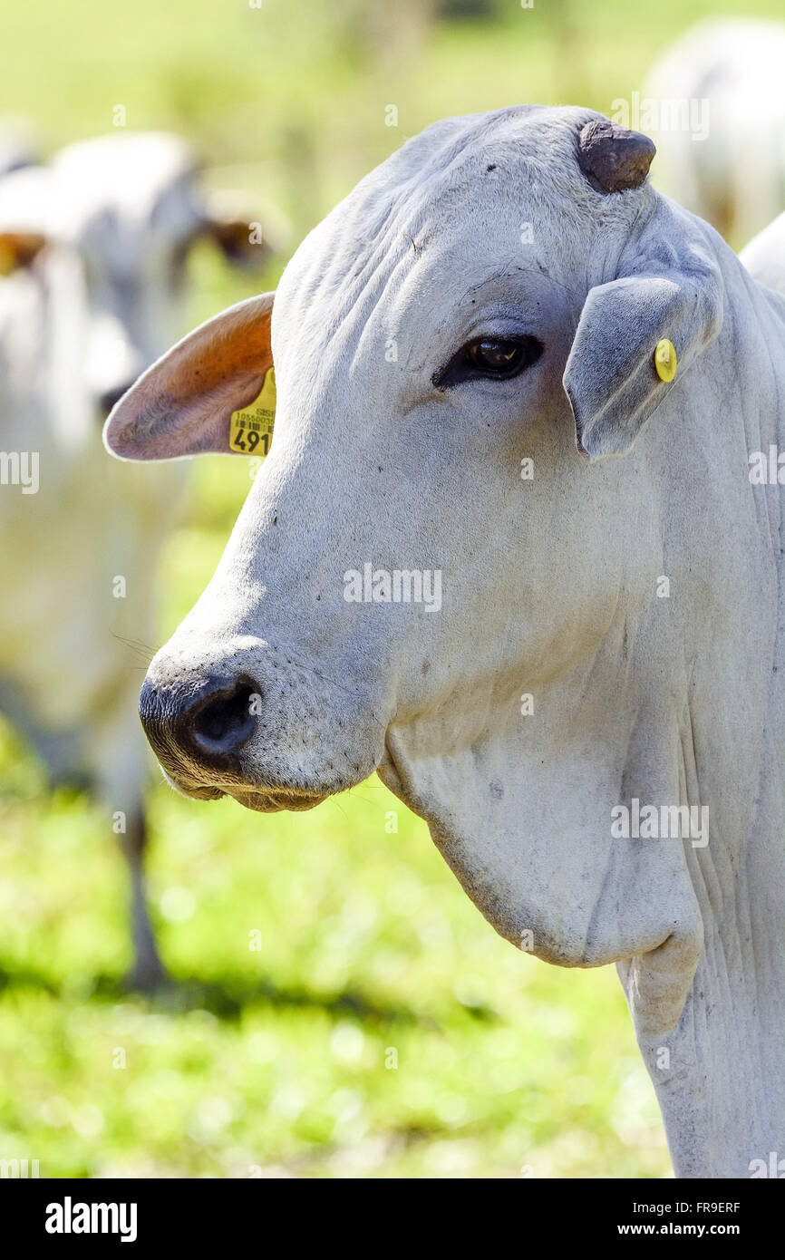 Boi nelore with earring in ear identification in livestock farm in South Pantanal Stock Photo