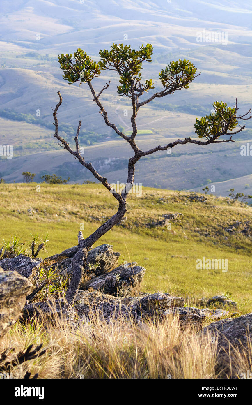 Rock vegetation in the cerrado especially twisted tree - the dry season Stock Photo
