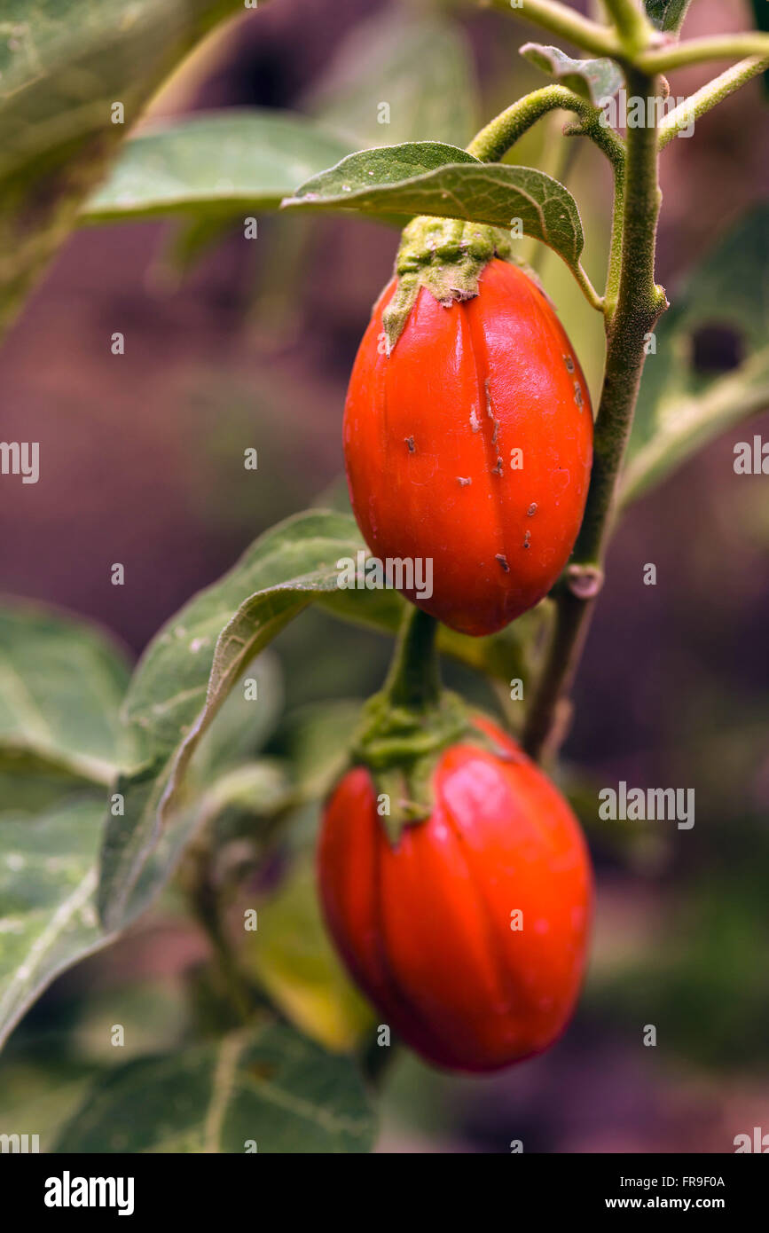 The Scarlet Eggplant Is A Fruiting Plant Of The Genus Solanum, Related To  The Tomato And Eggplant. Hand Drawing Of Vegetable. Vector Art  Illustration. Royalty Free SVG, Cliparts, Vectors, and Stock Illustration.