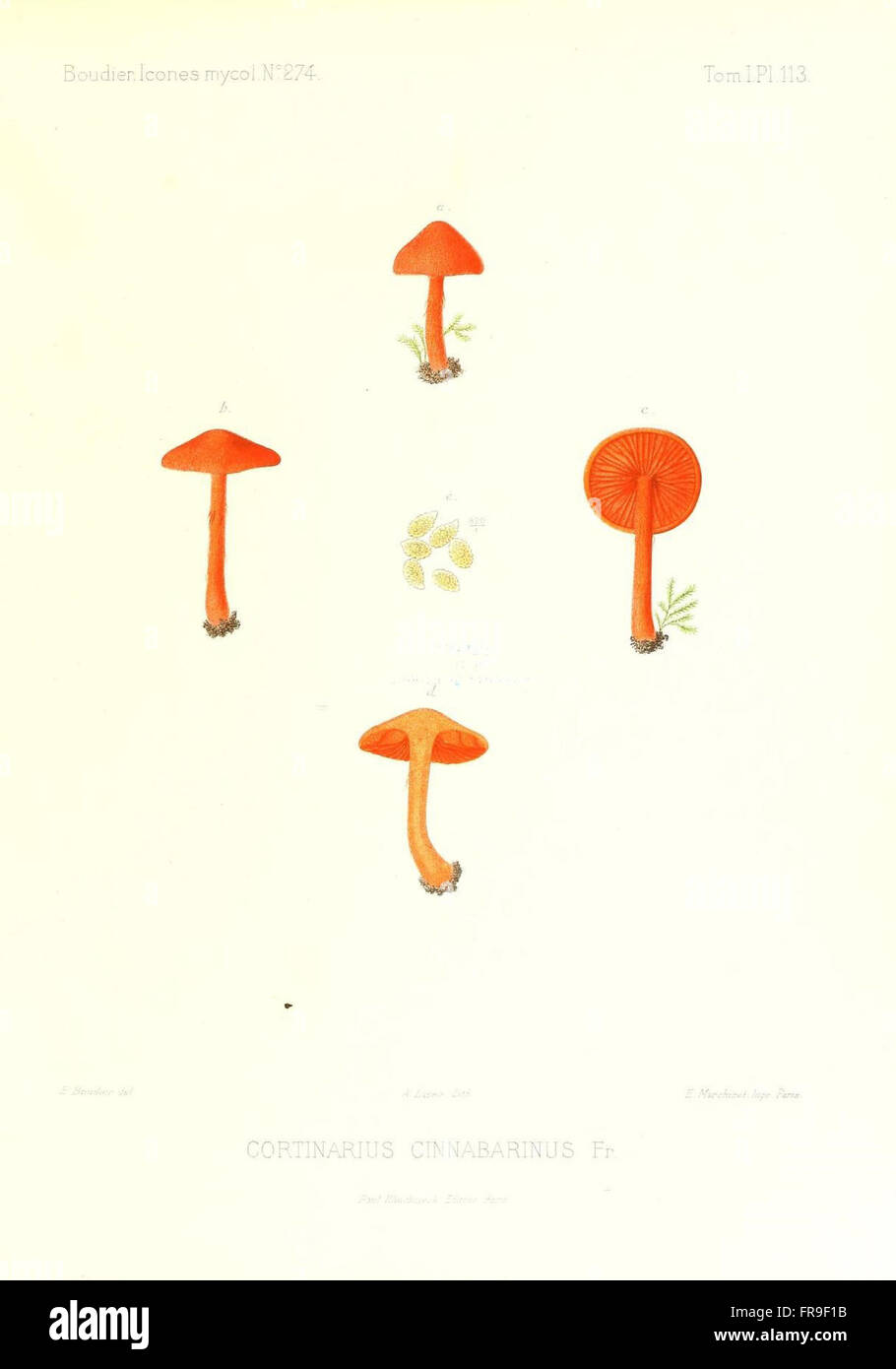 Icones mycologicC3A6, ou Iconographie des champignons de France principalement Discomycetes (Pl. 113) Stock Photo