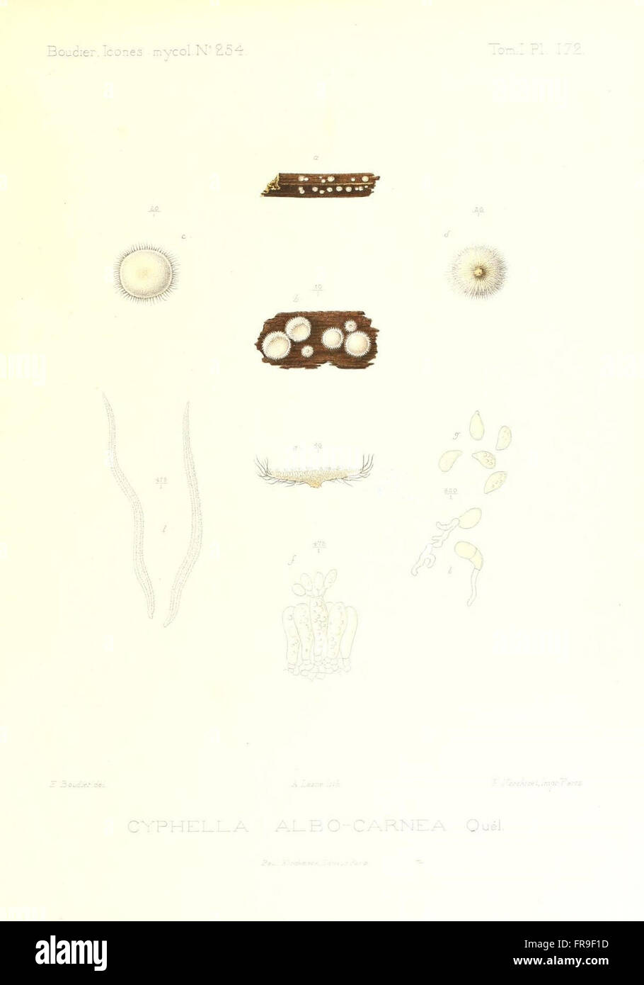 Icones mycologicC3A6, ou Iconographie des champignons de France principalement Discomycetes (Pl. 172) Stock Photo