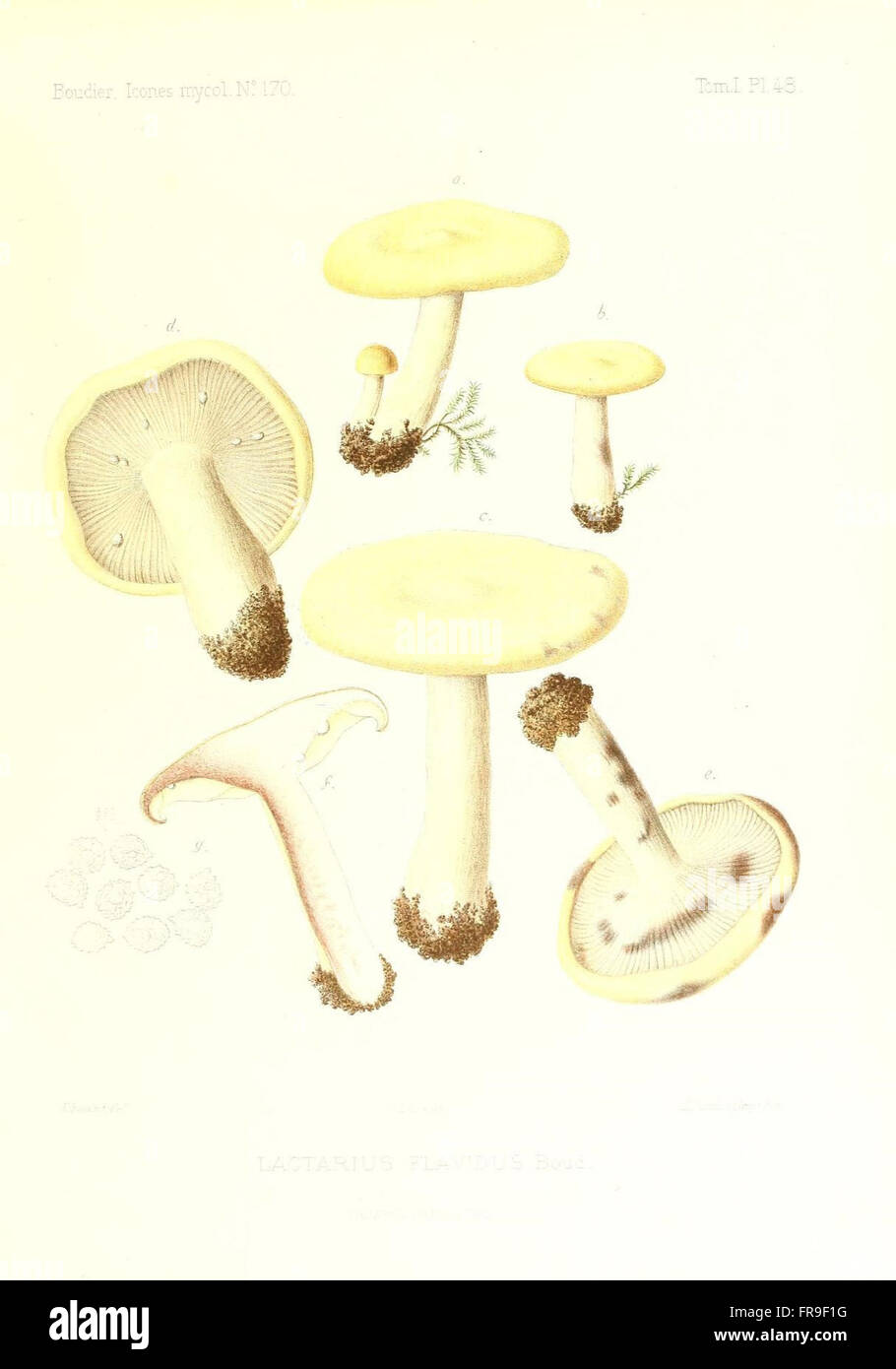 Icones mycologicC3A6, ou Iconographie des champignons de France principalement Discomycetes (Pl. 48) Stock Photo