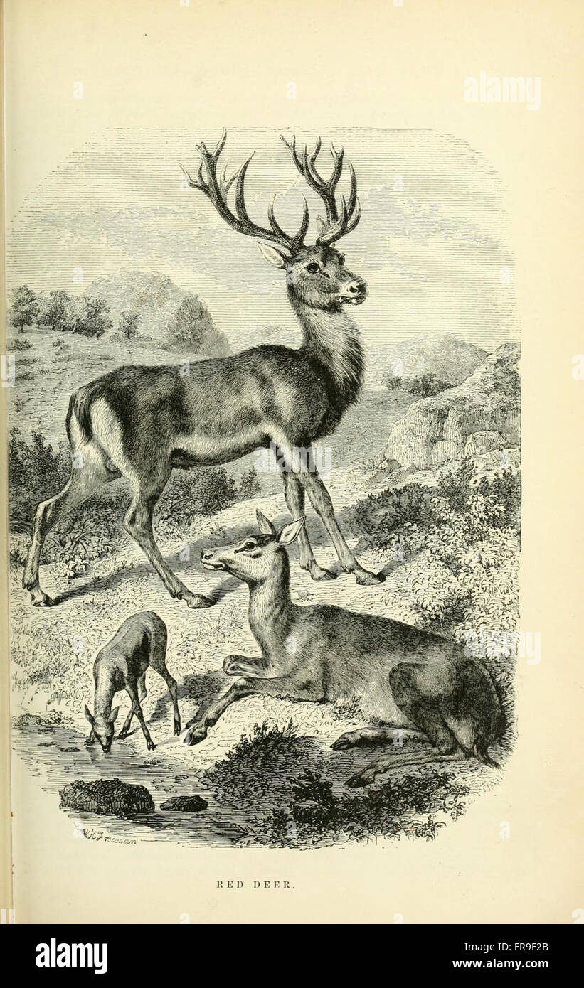 Illustrated natural history of the animal kingdom, being a systematic and popular description of the habits, structure, and classification of animals from the highest to the lowest forms, with their (Pl. 11) Stock Photo