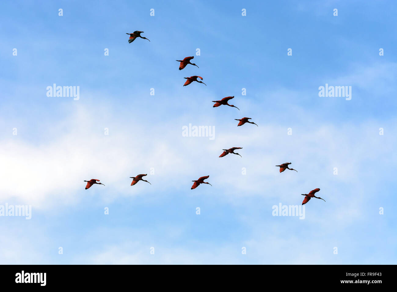Group Guaras flying in formation in the Parnaíba Delta Stock Photo