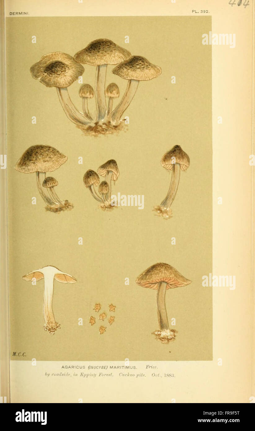 Illustrations of British Fungi (Hymenomycetes), to serve as an atlas to the  Handbook of British Fungi  (Pl. 414) Stock Photo