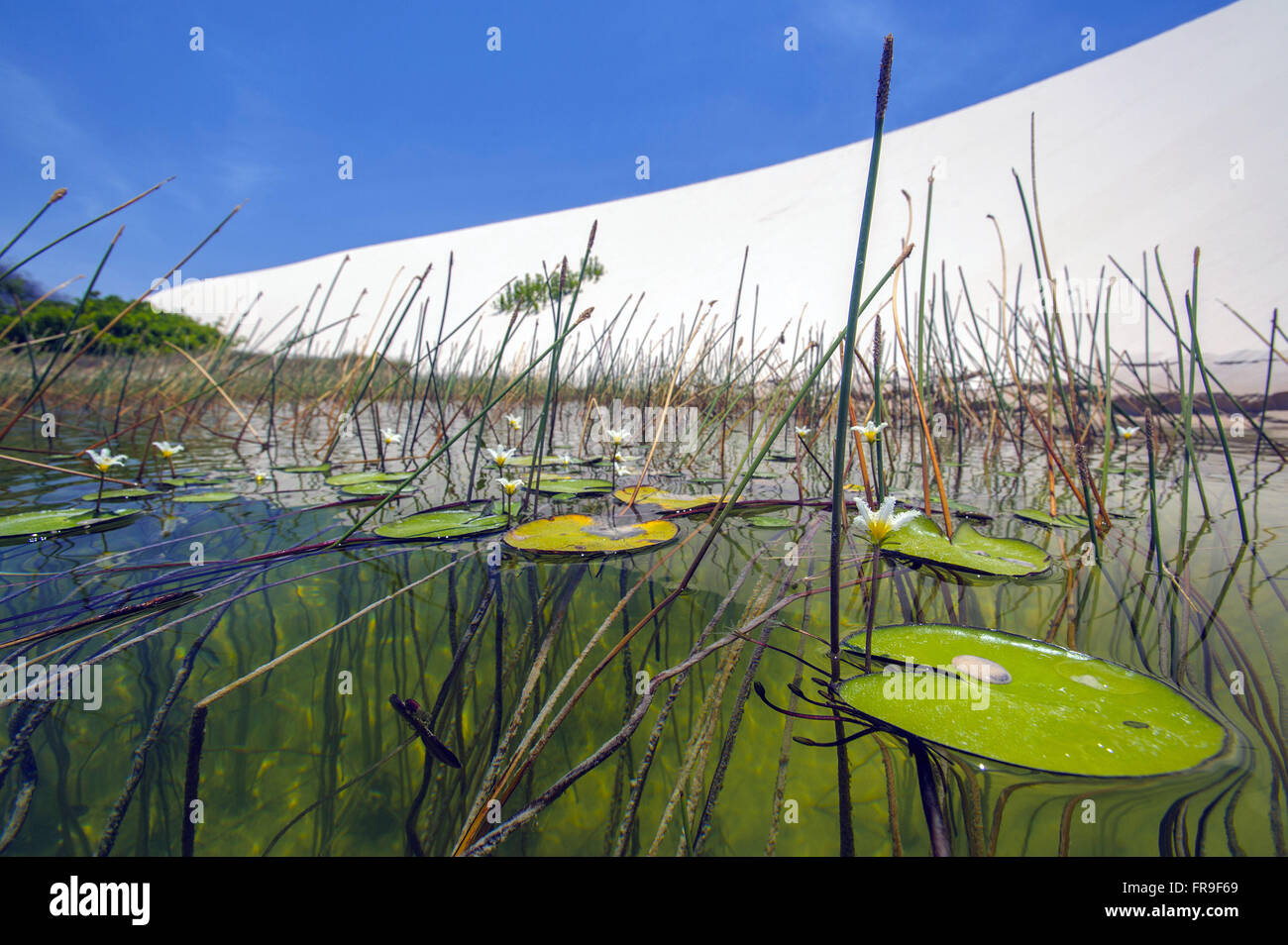 Aquatic Plants In The Pond Between The Dunes Of The National Park Of Stock Photo Alamy