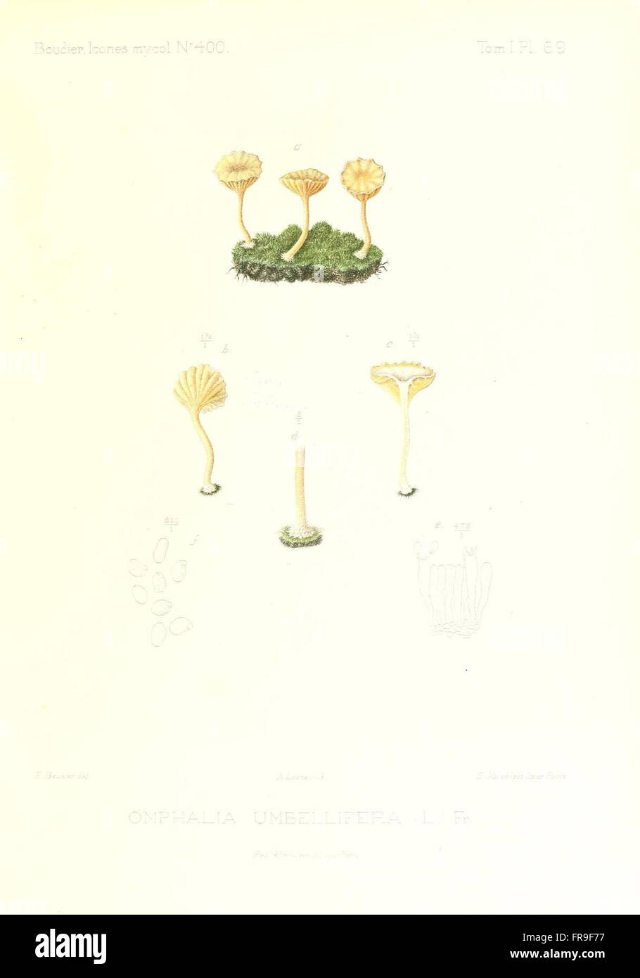 Icones mycologicC3A6, ou Iconographie des champignons de France principalement Discomycetes (Pl. 69) Stock Photo