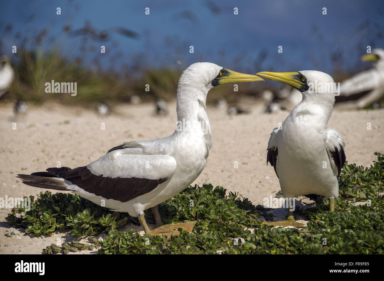 Atola hi-res stock photography and images - Alamy