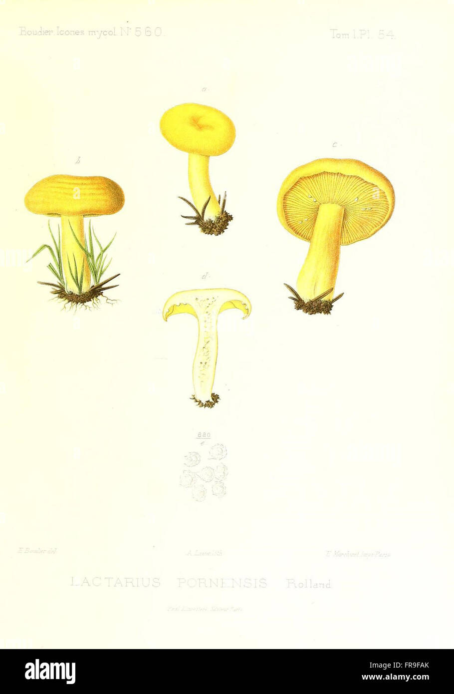 Icones mycologicC3A6, ou Iconographie des champignons de France principalement Discomycetes (Pl. 54) Stock Photo