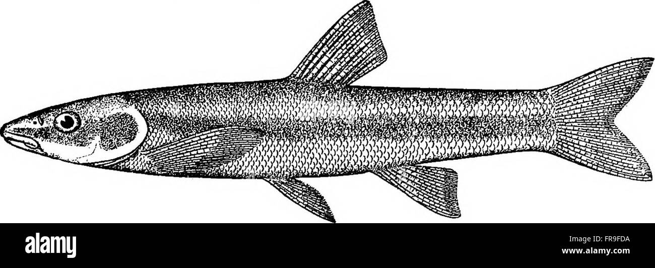 This 1908 guide covers the care, breeding, and propagation of goldfish ...