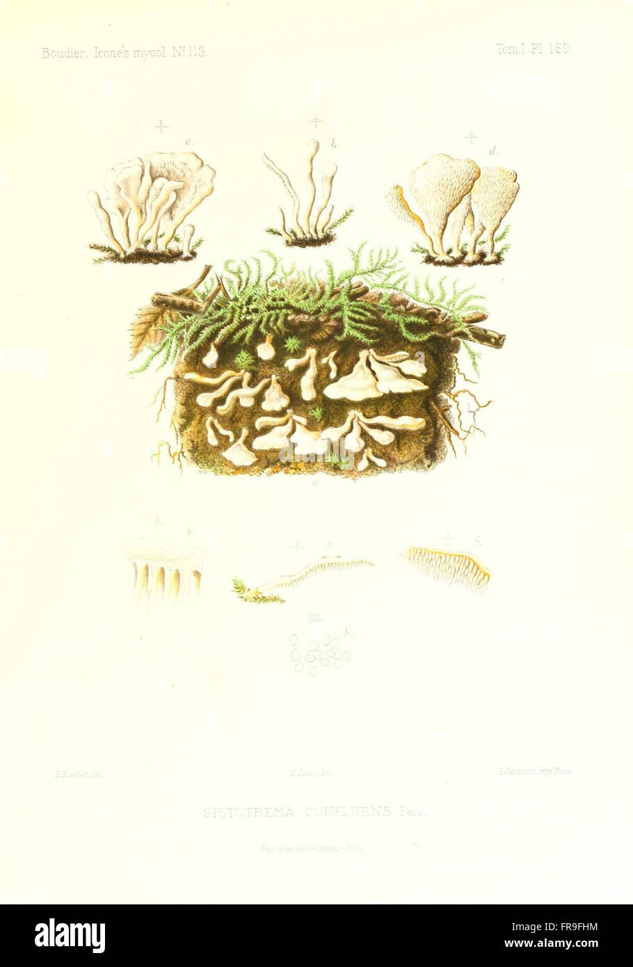 Icones mycologicC3A6, ou Iconographie des champignons de France principalement Discomycetes (Pl. 169) Stock Photo