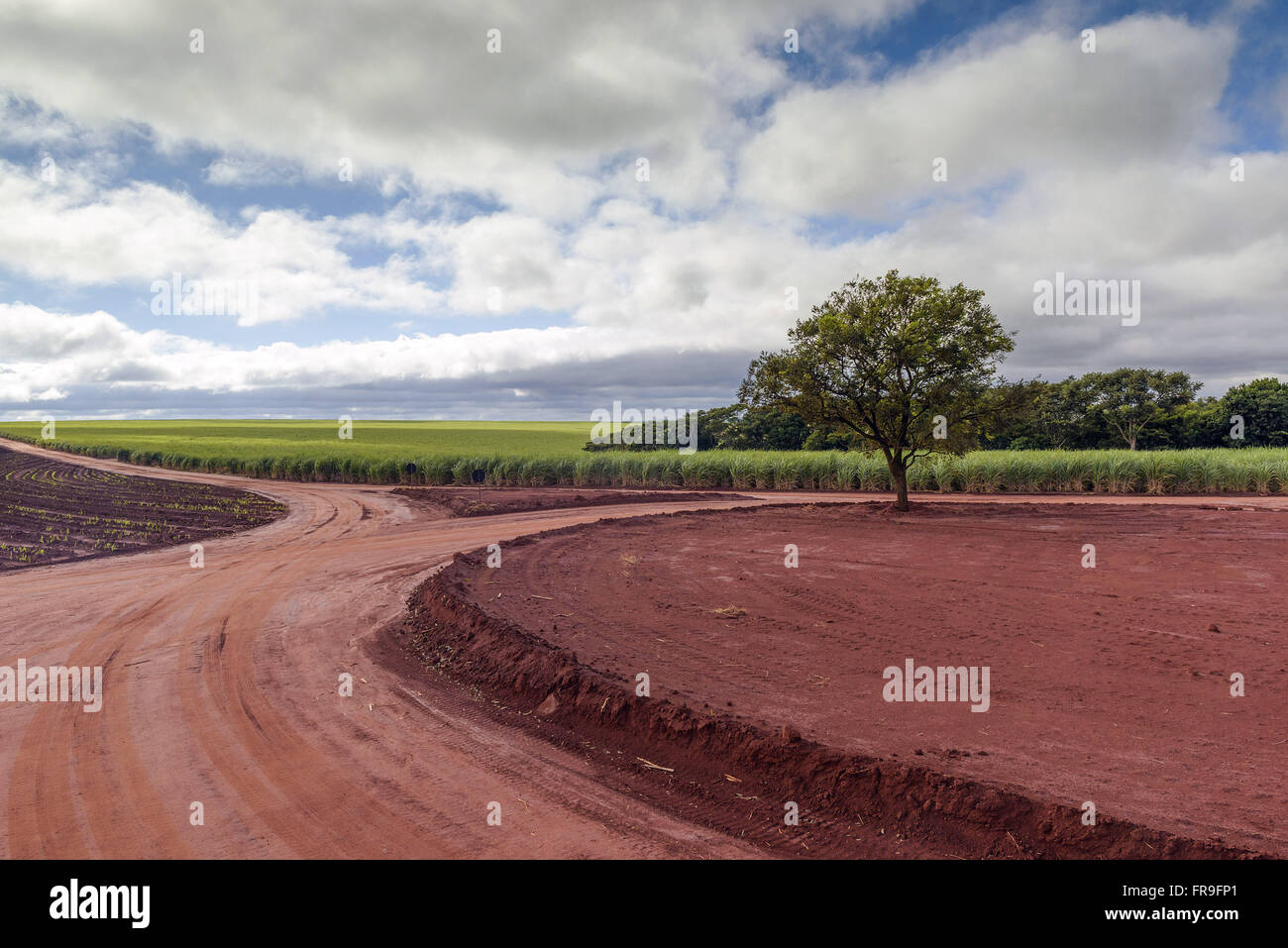 Dirt road junction near a sugarcane plantation in the countryside Stock Photo