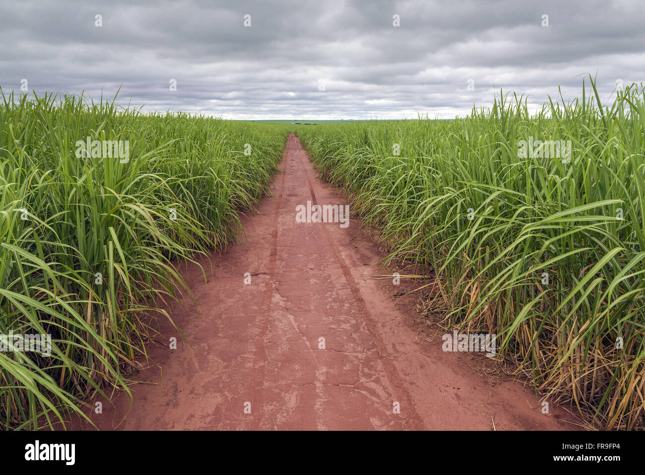 Dirt road through a sugarcane plantation in the countryside Stock Photo