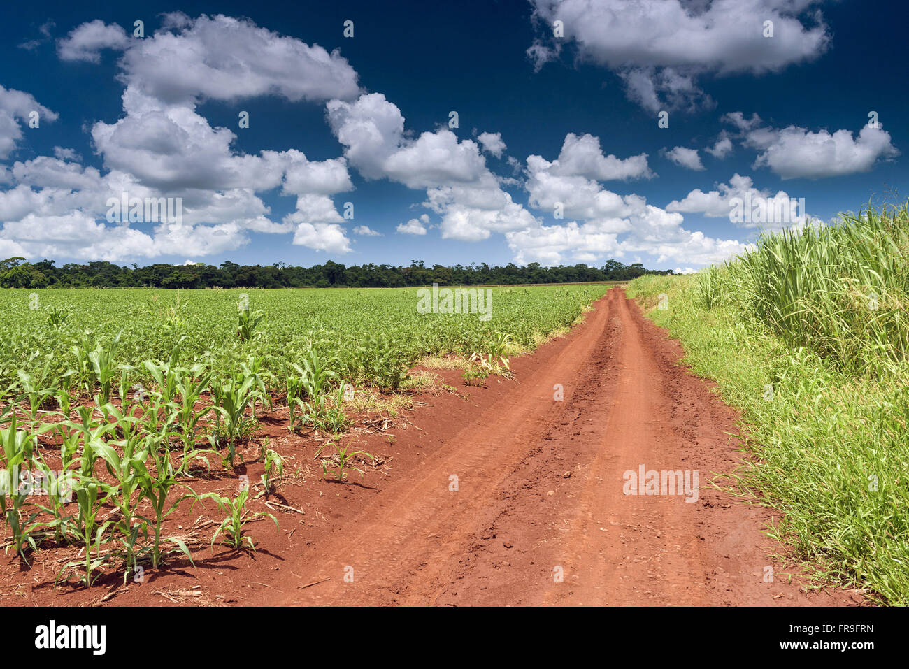 Diverse planting sugarcane, corn and soybeans to the legal reserve fund Stock Photo