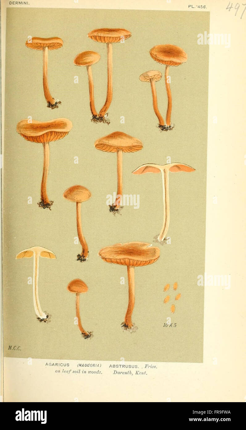 Illustrations of British Fungi (Hymenomycetes), to serve as an atlas to the  Handbook of British Fungi  (Pl. 497) Stock Photo