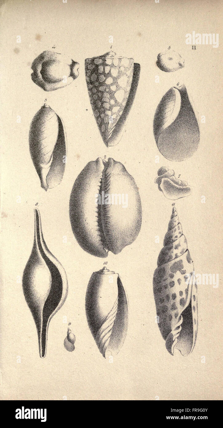 A detailed study of shells, focusing on their structure and ...