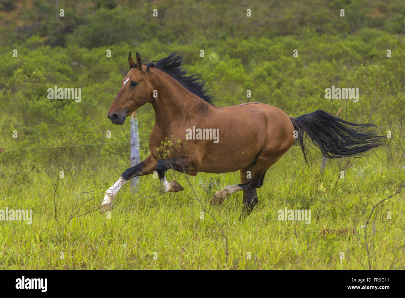 Macho de reprodução chamado de garanhão da raça Campolina em propriedade rural Stock Photo
