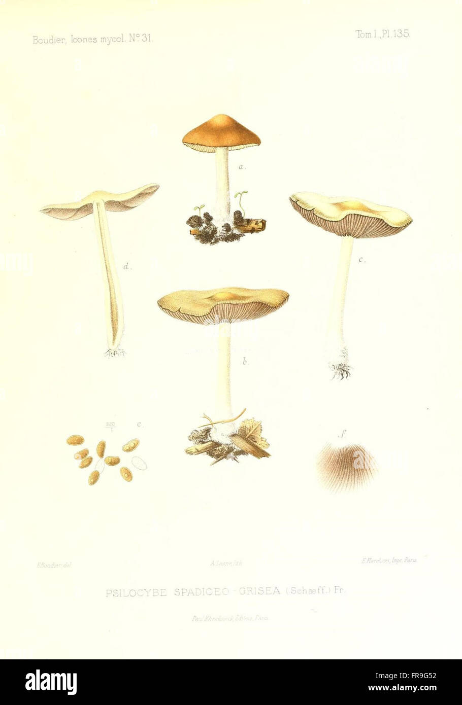Icones mycologicC3A6, ou Iconographie des champignons de France principalement Discomycetes (Pl. 135) Stock Photo