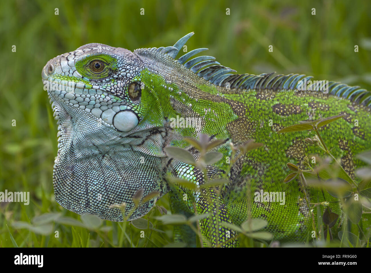 Close de iguana-verde Stock Photo