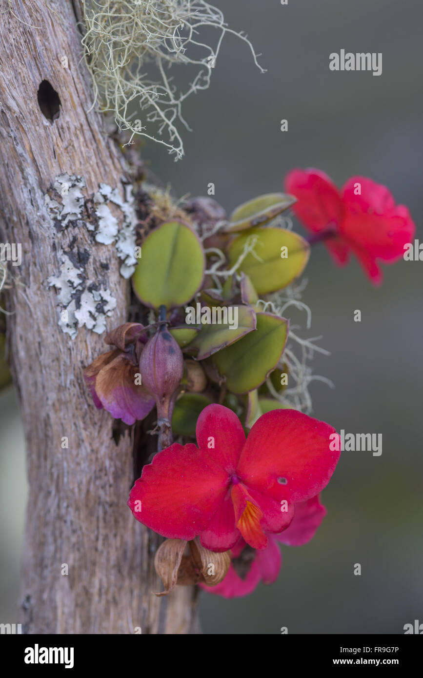 Flores de orquídea vermelha - PARNA da Serra do Cipó Stock Photo - Alamy