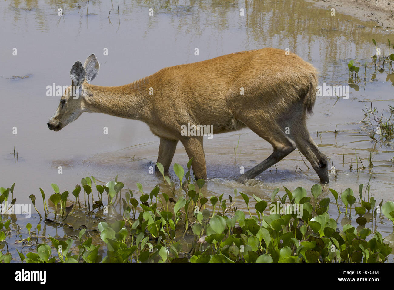 Hart-of-the Pantanal wetland of Pocone - dichotomus Blastocerus Stock Photo